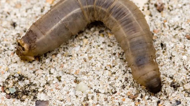 larve de tipule
