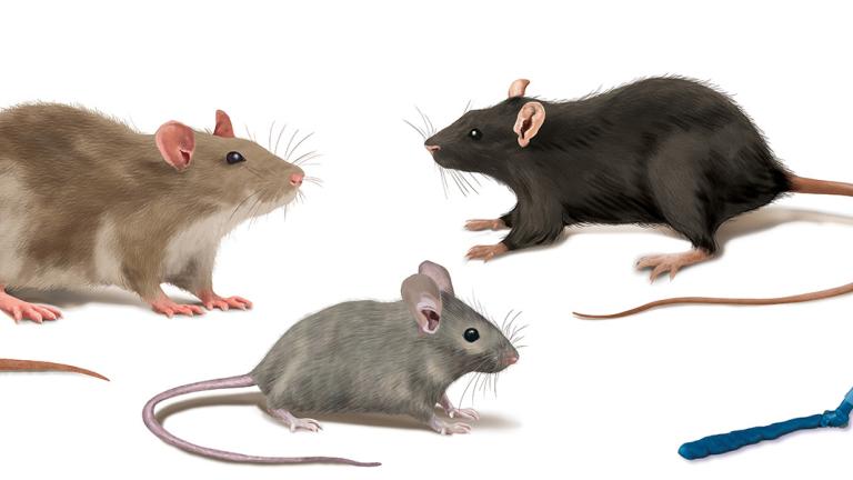 rat souris rongeur seringue de talon soft xt