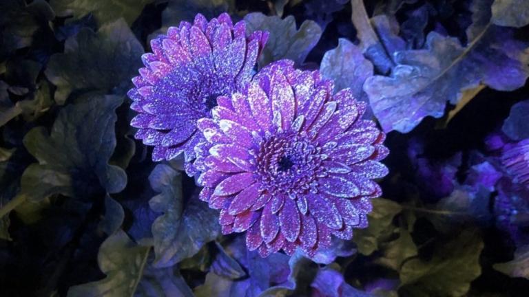 fleurs violettes pulvérisées, visualisation de la pulvérisation aux UV