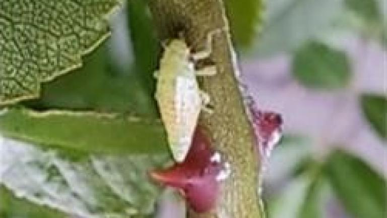 cicadelle sur une branche