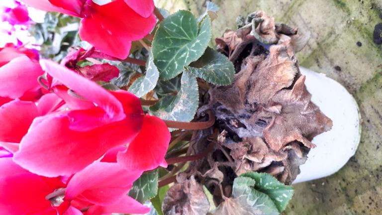 botrytis sur feuilles de cyclamen