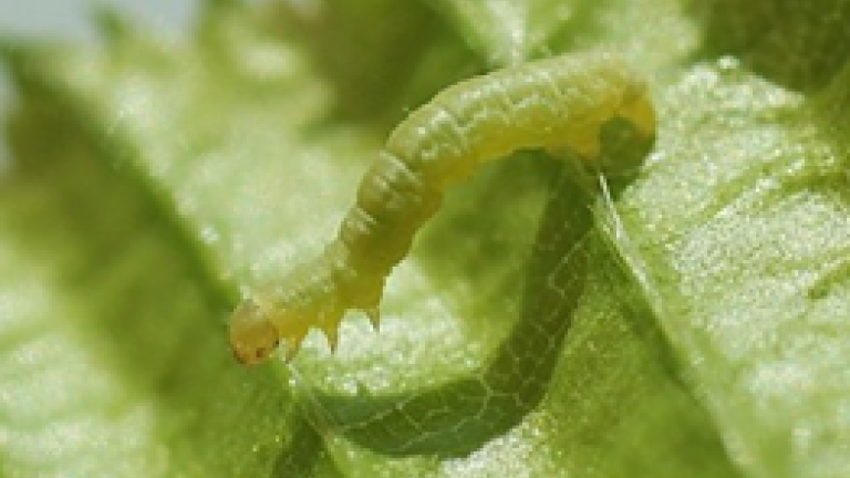 chenille sur feuille