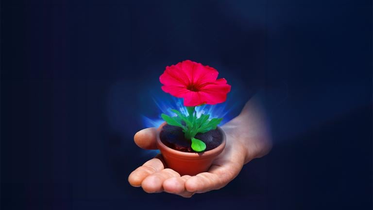 bogrine fleur dans la main