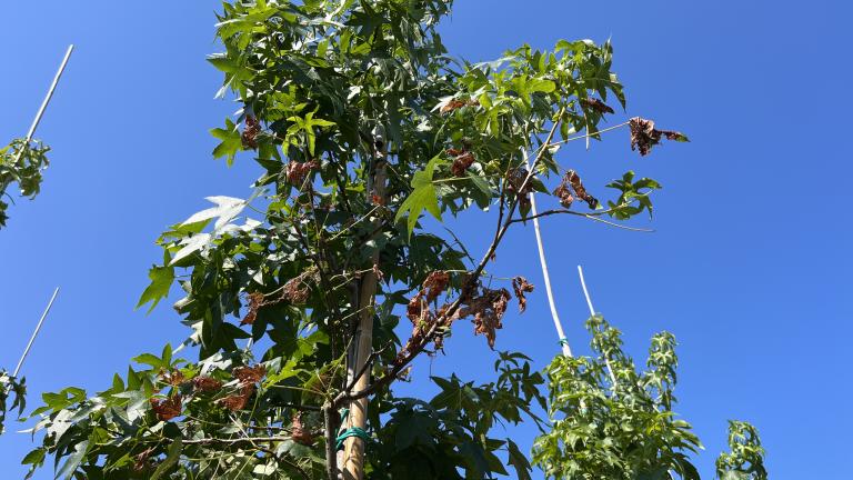 Arbre d'ornement moniliose