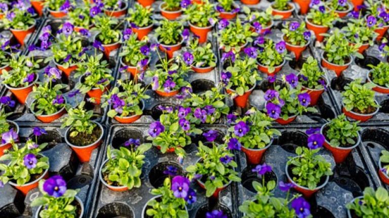 plants de pensées transplantation
