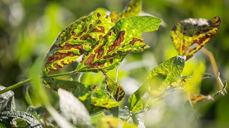 fusariose feuilles