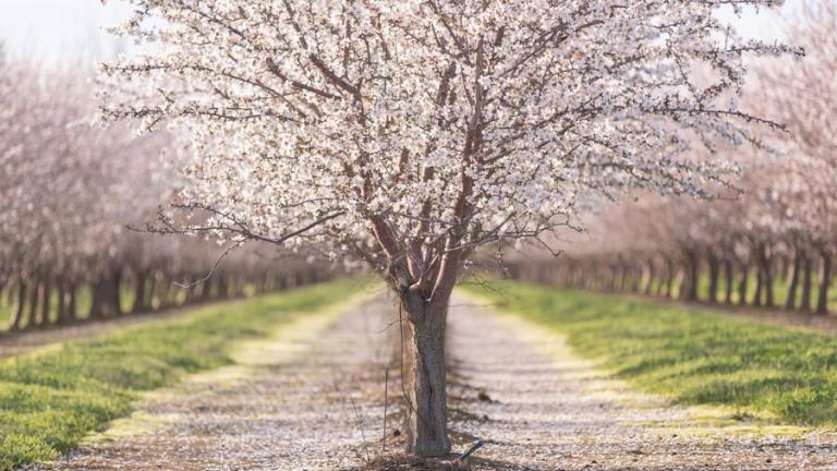 Arbre amandier en fleurs au centre d’une allée, verger verdoyant de chaque côté