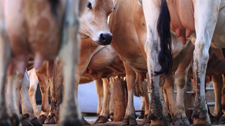 Troupeau de vaches vu de dessous, pattes et pis au premier plan.