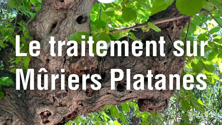 Texte « Le traitement sur Mûriers Platanes » sur fond de feuillage vert de murier platane