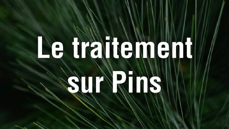 Texte « Le traitement sur Pins » sur fond de branches de pin vertes