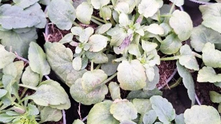 Jeunes plants verts au jardin, feuilles poudrées de blanc, vue de dessus