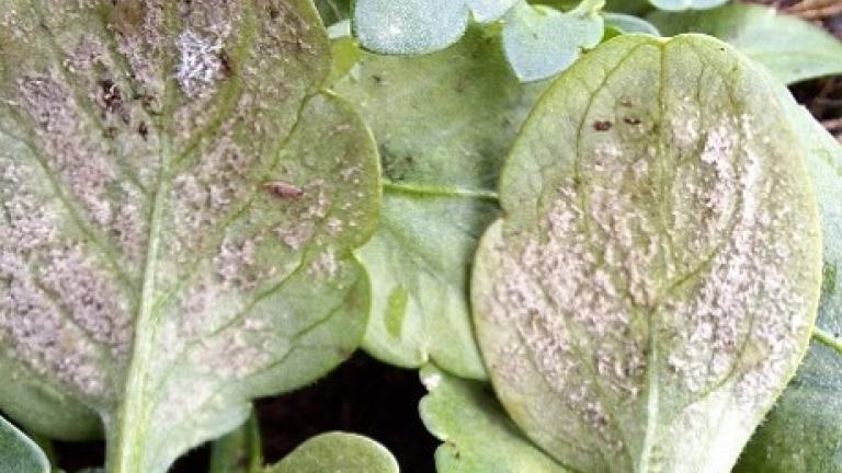 Feuilles vertes avec taches brunes, gros plan de plante au jardin
