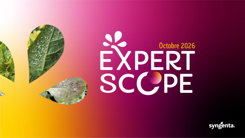 Bannière dégradé rose-orange avec texte « EXPERT SCOPE », décembre 2024