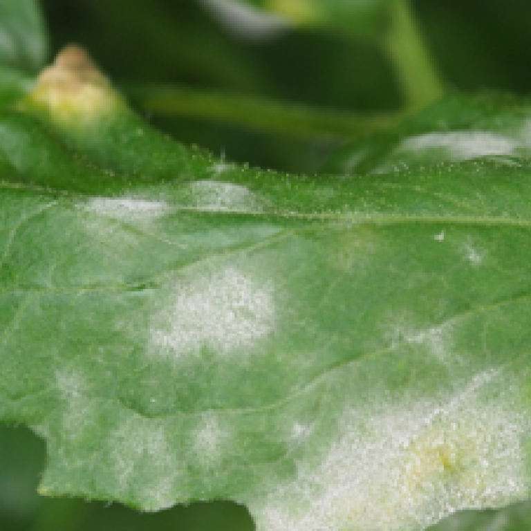 Gros plan d’une feuille verte de gerbera avec taches blanches poudreuses de oidoium