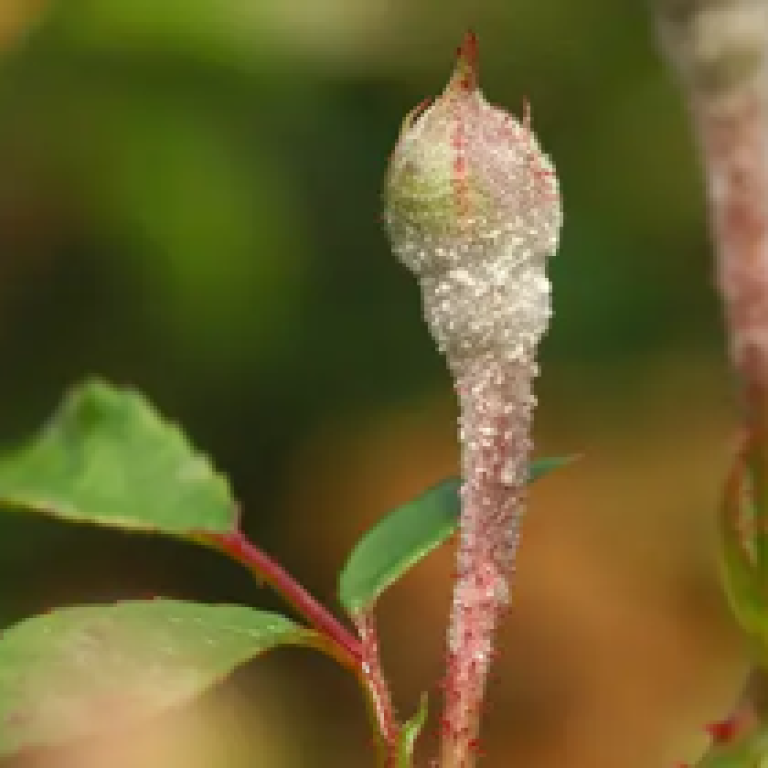 Bourgeon de rose recouvert d'oidium sur une tige, fond vert flou