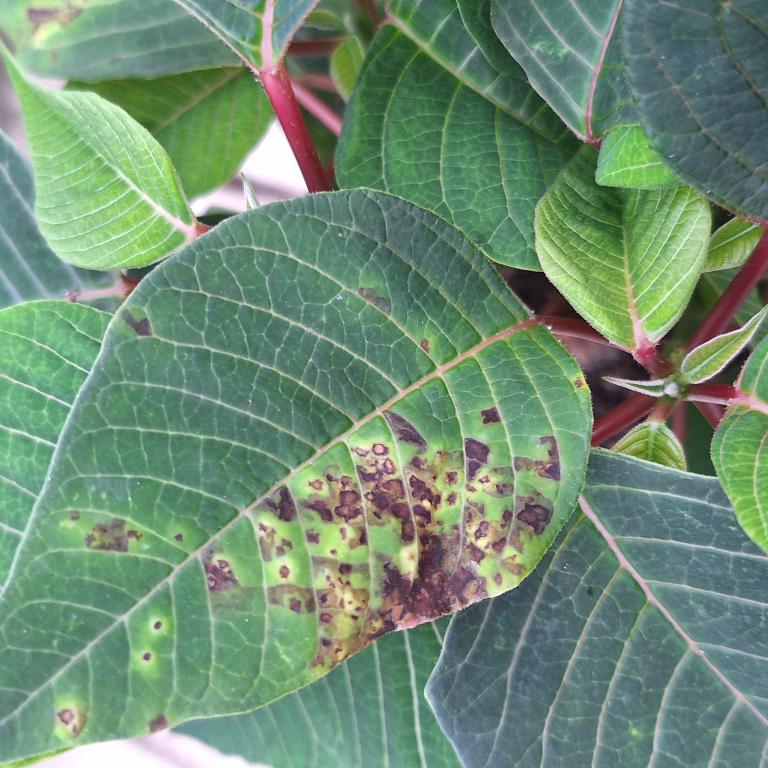 Feuilles vertes avec taches brunes et bords rouges, en gros plan
