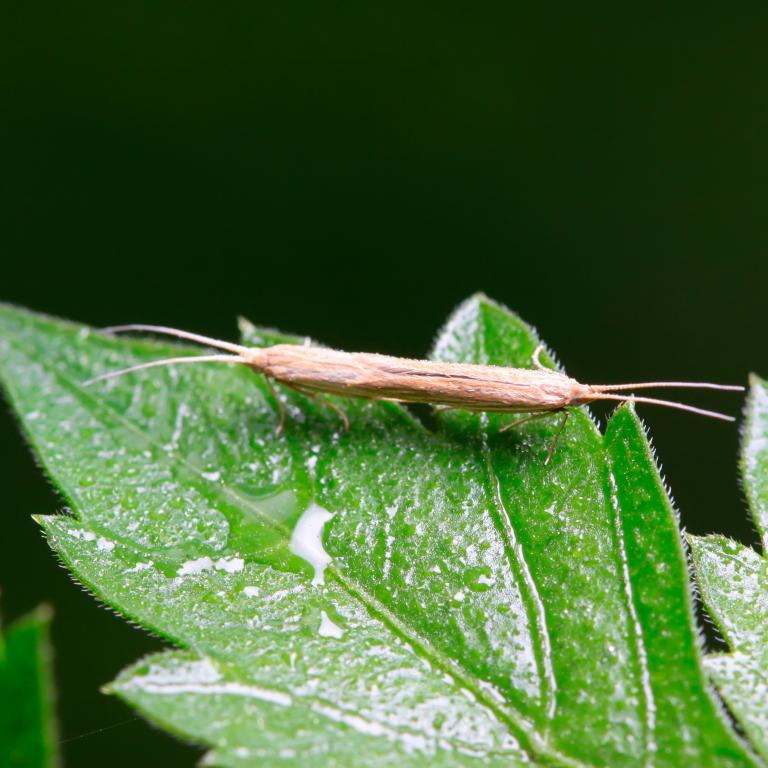 teigne des crucifère adulte sur feuille verte