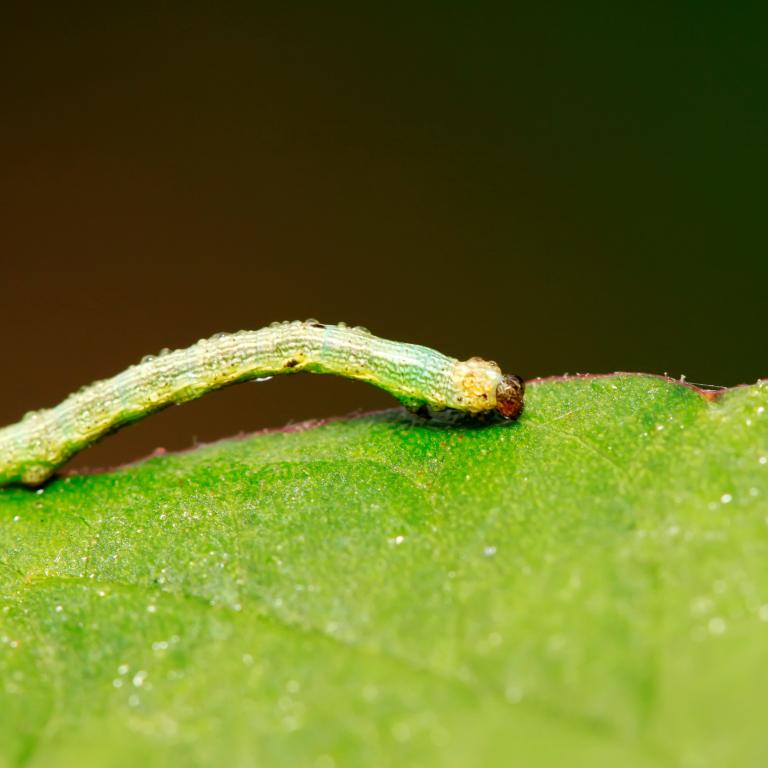 chenille de crucifère sur feuille verte