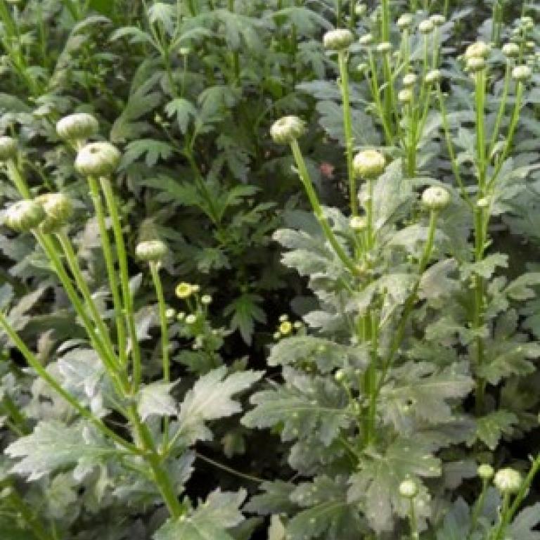 Gros plan de fleurs blanches en boutons dans un feuillage vert dense