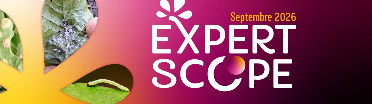 Bannière graphique dégradée rose-orange, texte « EXPERT SCOPE », septembre 2024.