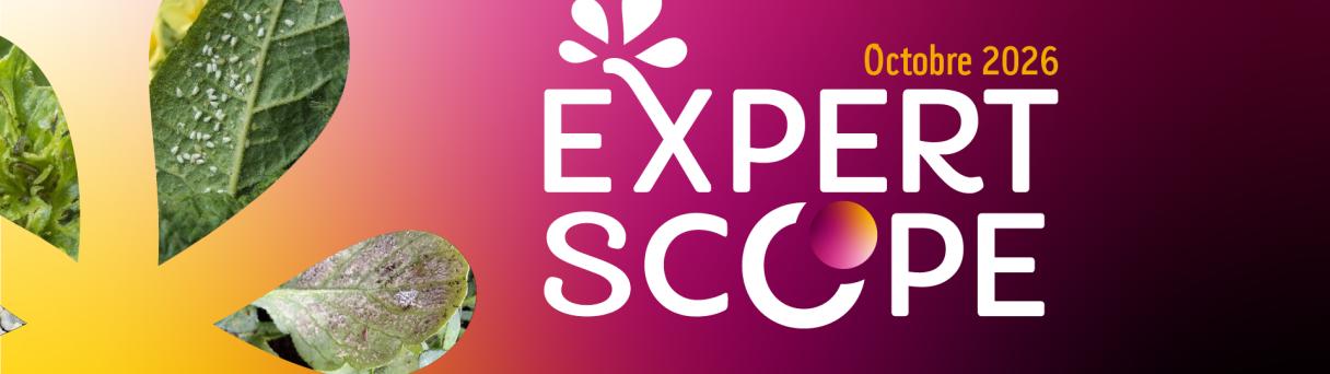 Bannière dégradé rose-orange avec texte « EXPERT SCOPE », décembre 2024