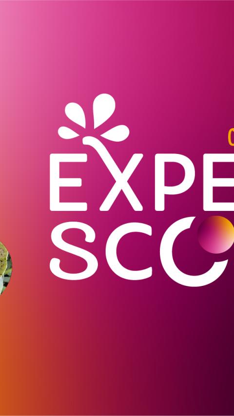 Bannière dégradé rose-orange avec texte « EXPERT SCOPE », décembre 2024