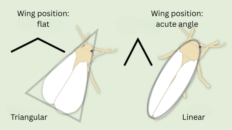 schema white fly