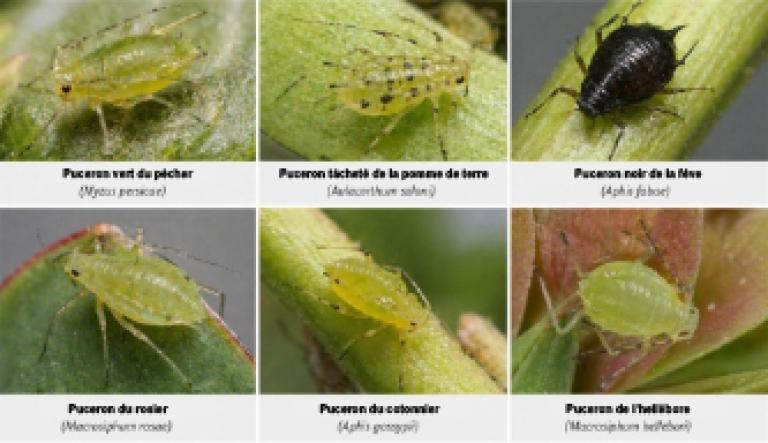 tableau types de pucerons
