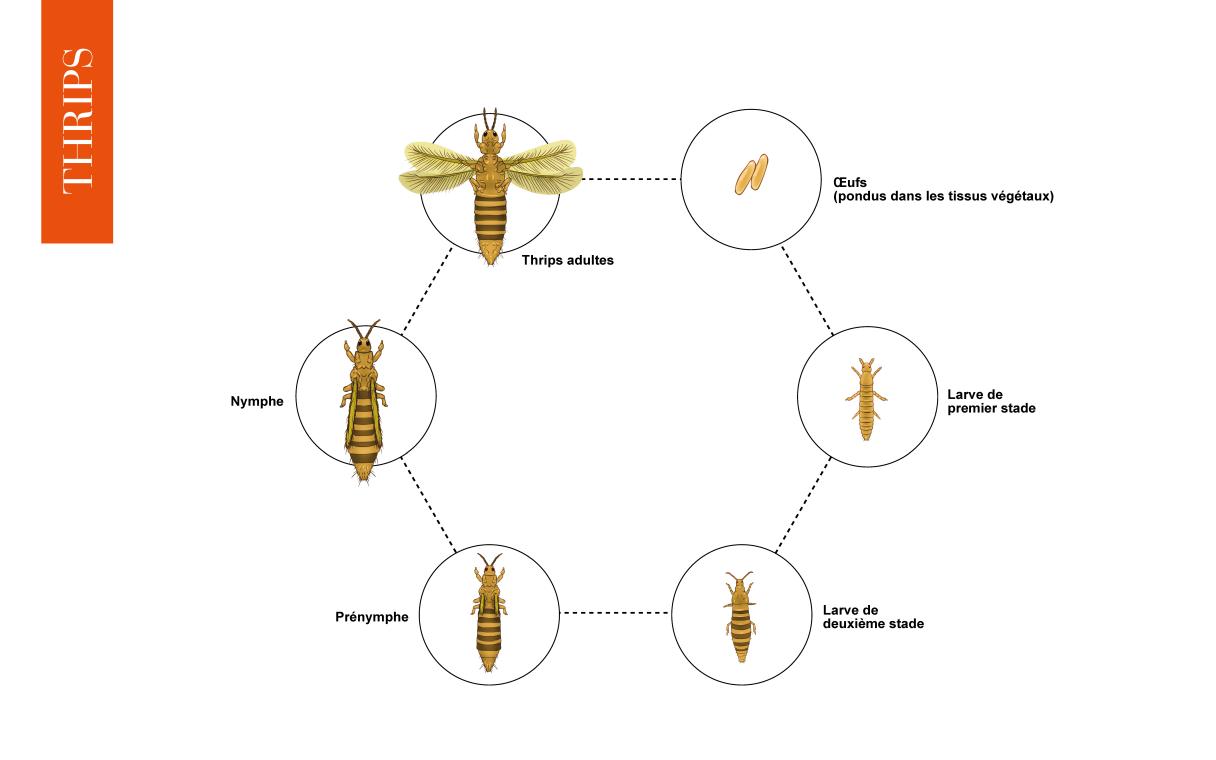 cycles bio thrips