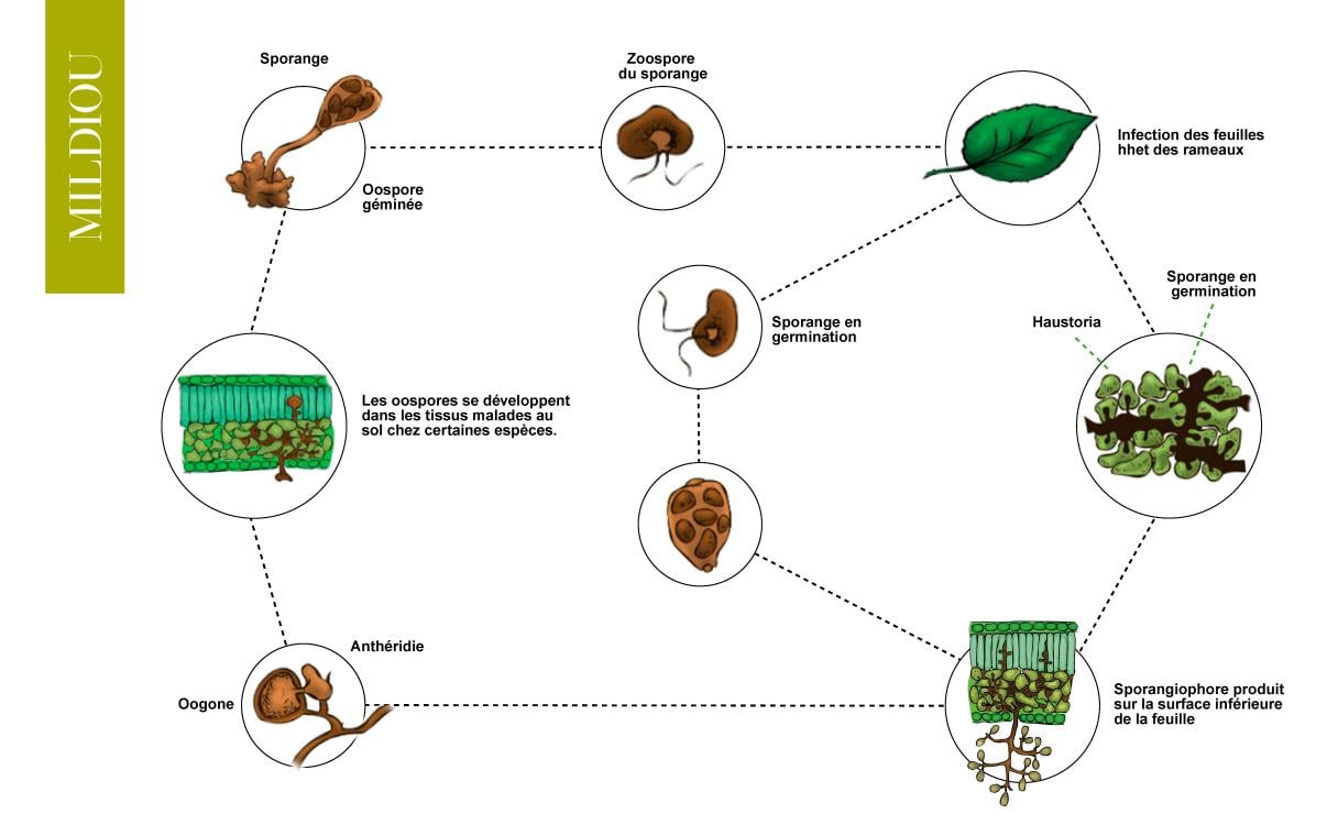 cycle bio mildiou