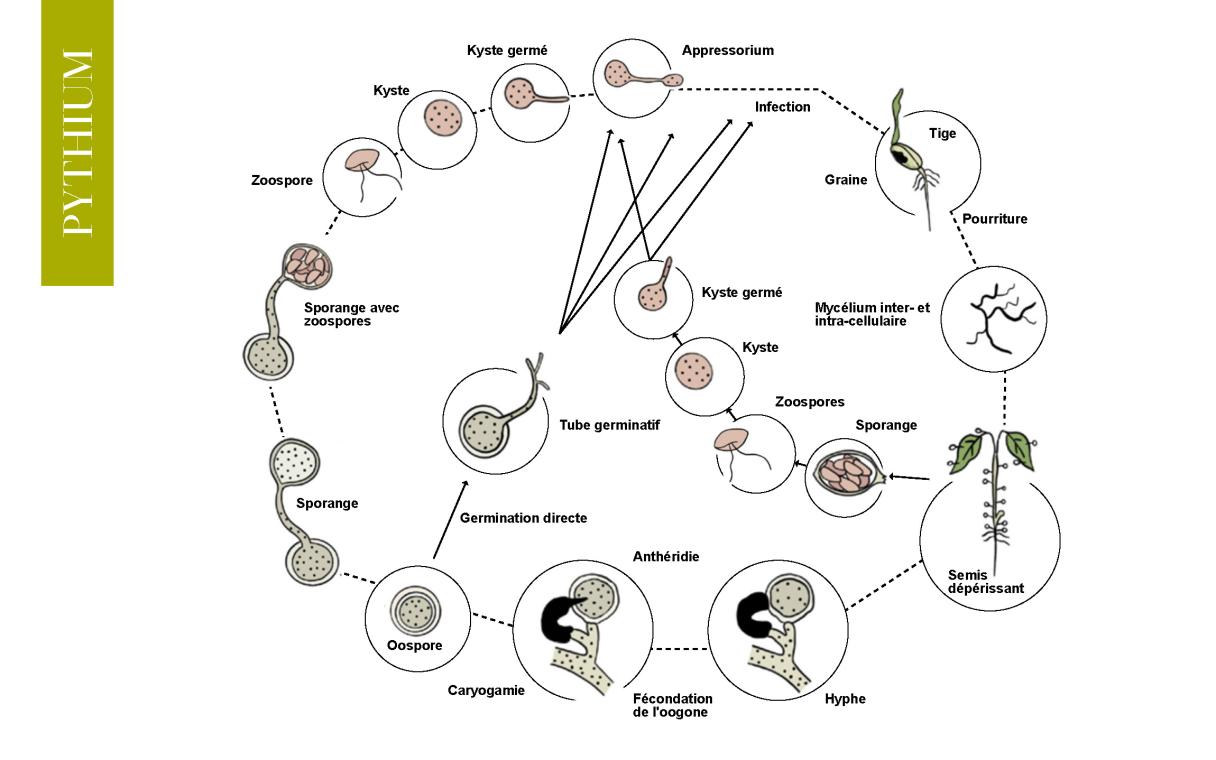 cycle bio pythium