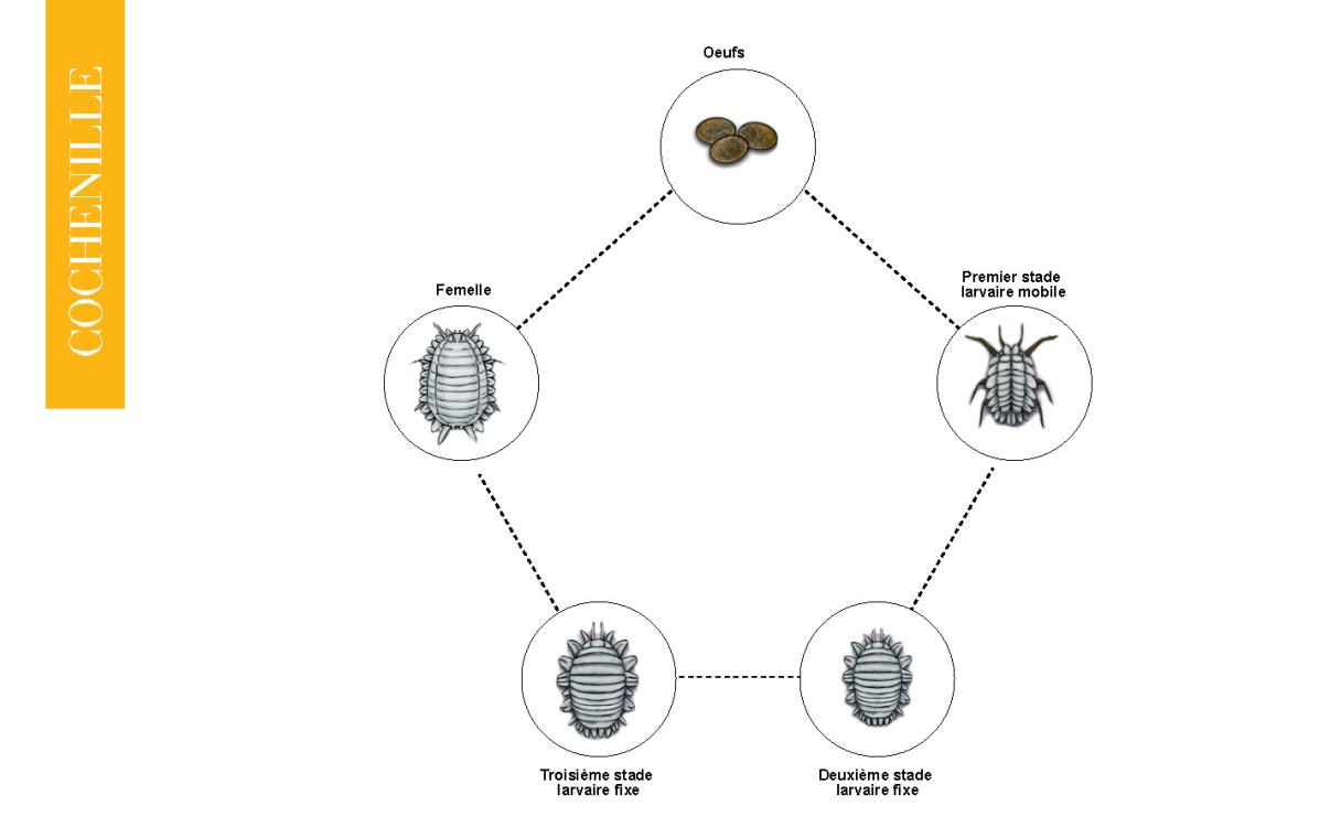 cycle bio cochenille