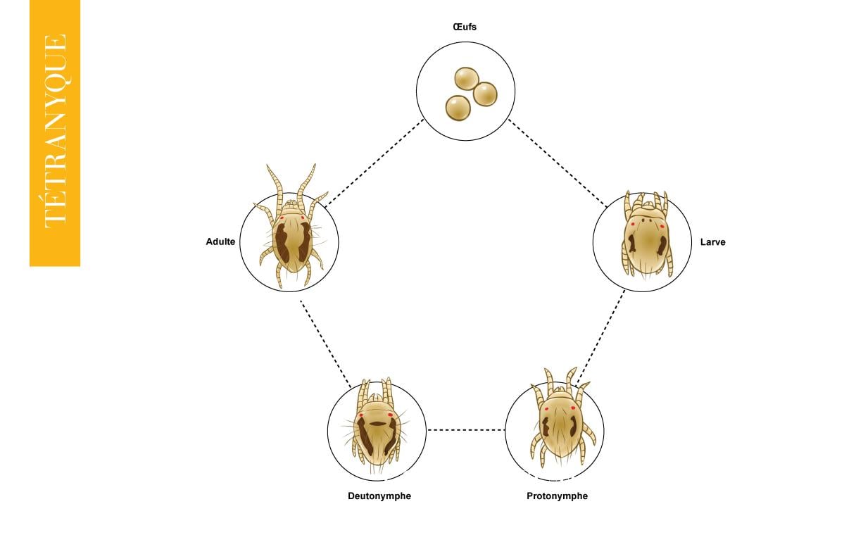 cycle bio tétranyque
