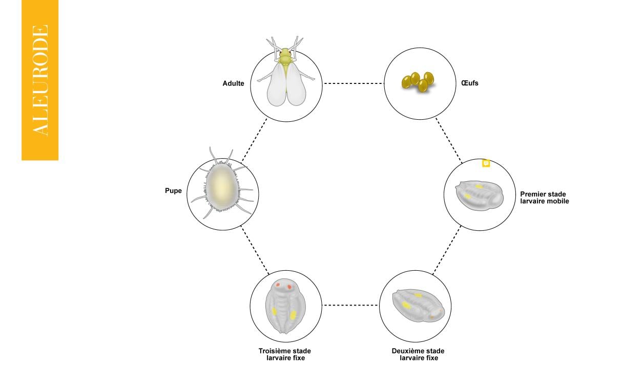 cycle bio aleurode
