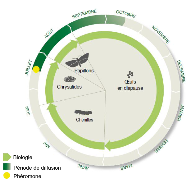 cycle d'application et de diffusion de la chenille processionnaire du chêne
