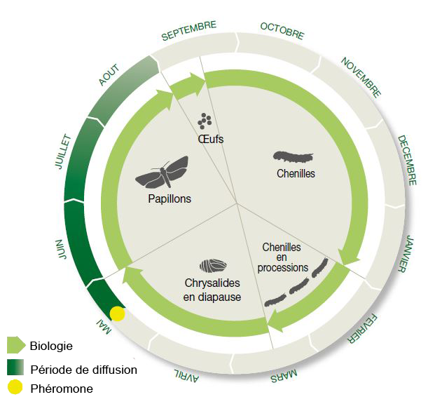 cycle d'application et de diffusion de la chenille processionnaire du pin