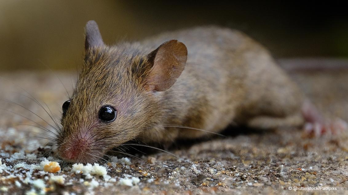 souris