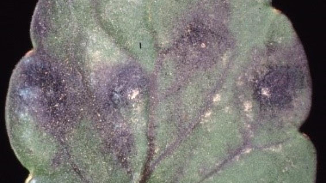 mycocentrospora sur Viola