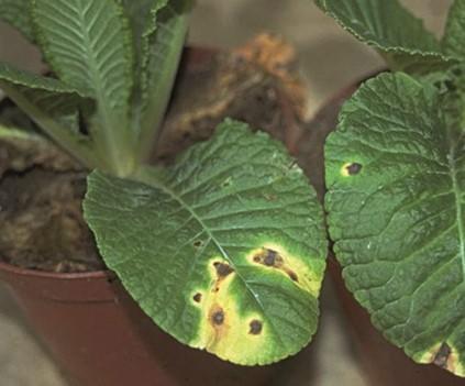 Ramularia sur primula