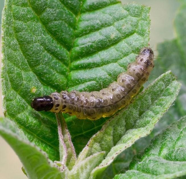 chenille pyrale du poivron