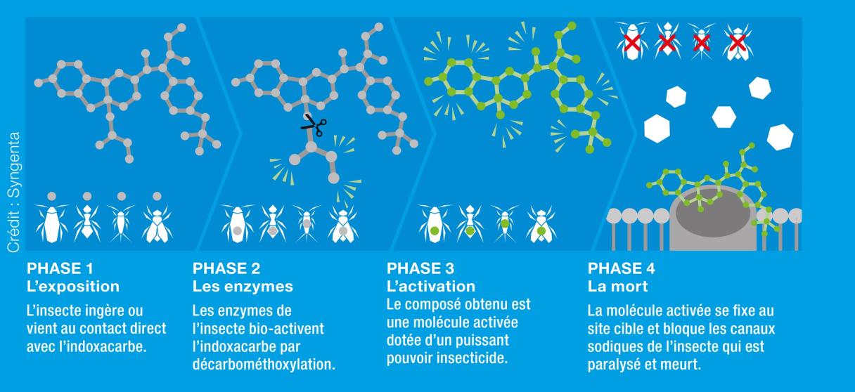 schema bio activation indoxacarbe advion