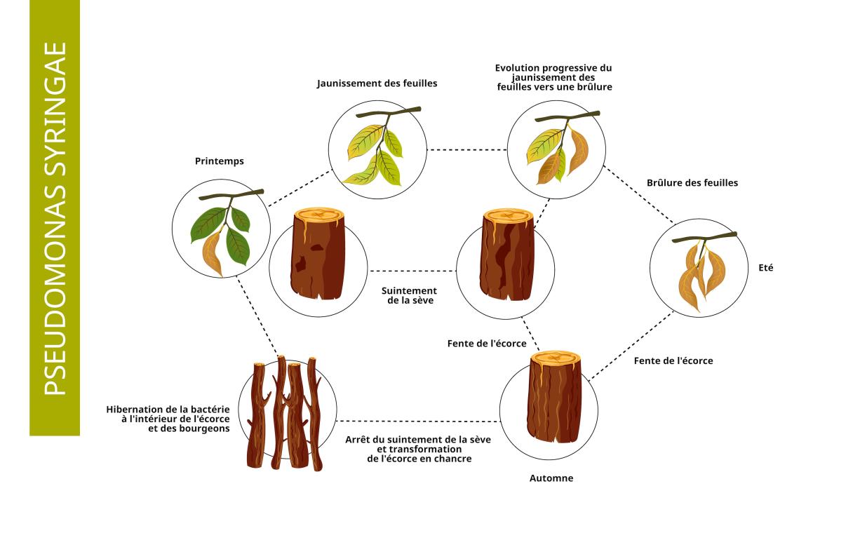 cycle biologique pseudomonas
