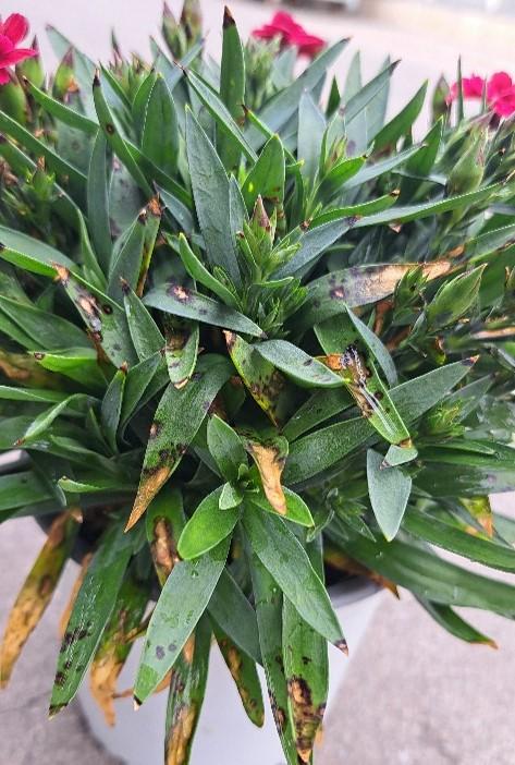 taches foliaires