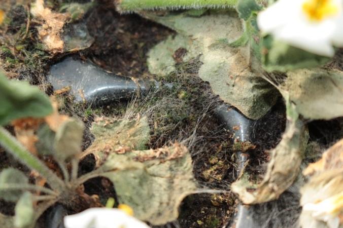 rhizoctonia