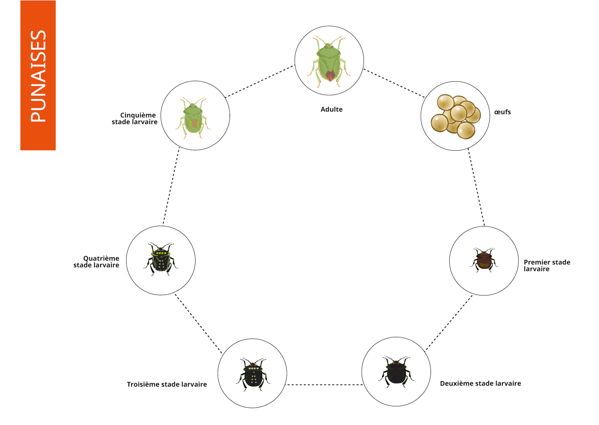 Cycle biologique Punaise