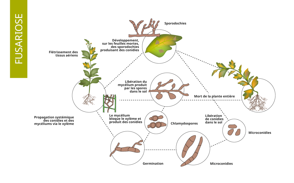 cycle biologique fusariose