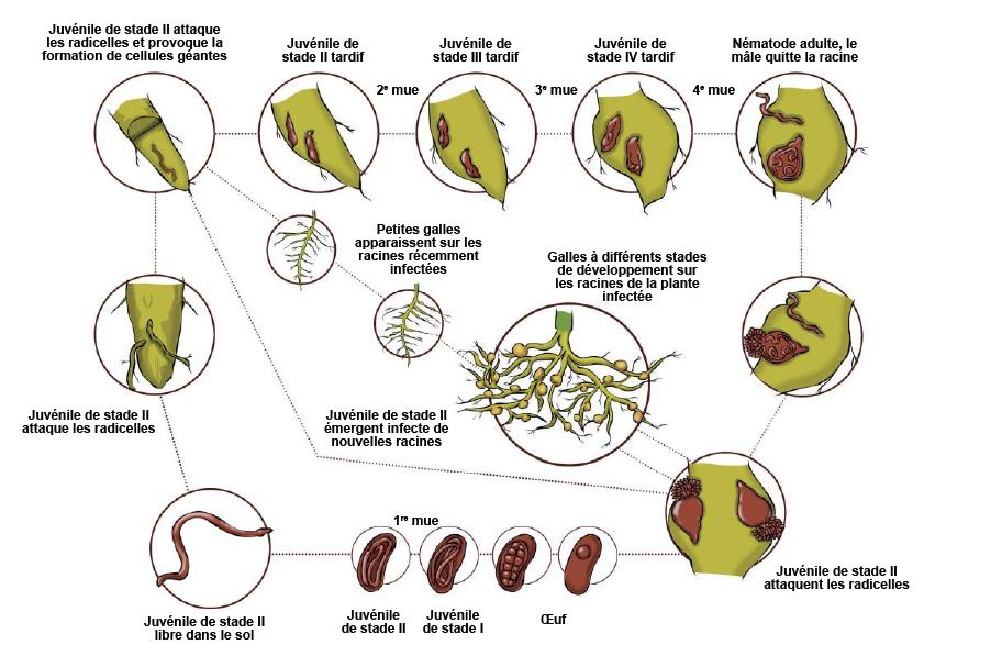 cycle biologique du nématode