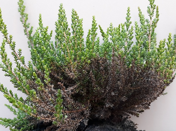 botrytis callunes et erica gracilis