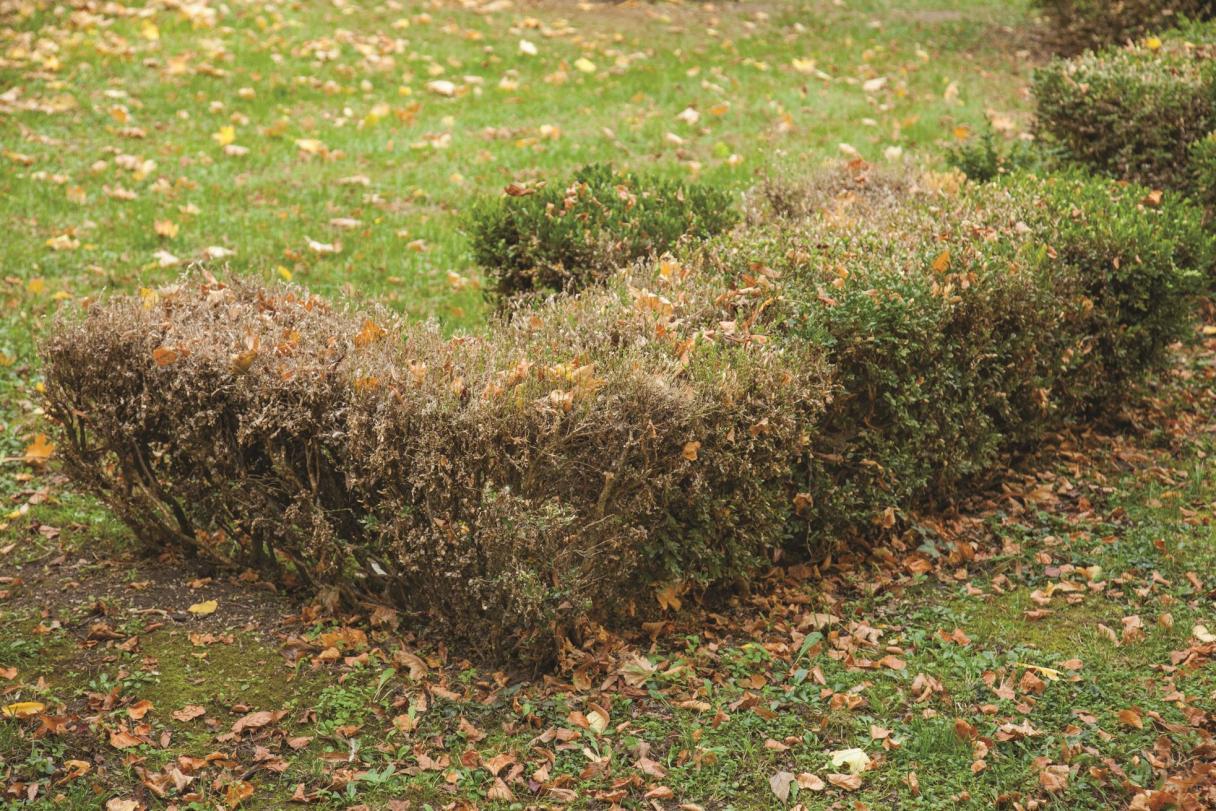 défoliation pyrale du buis