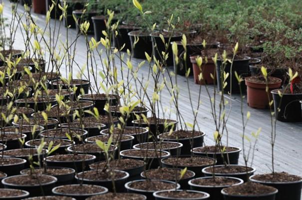 plantes en pot